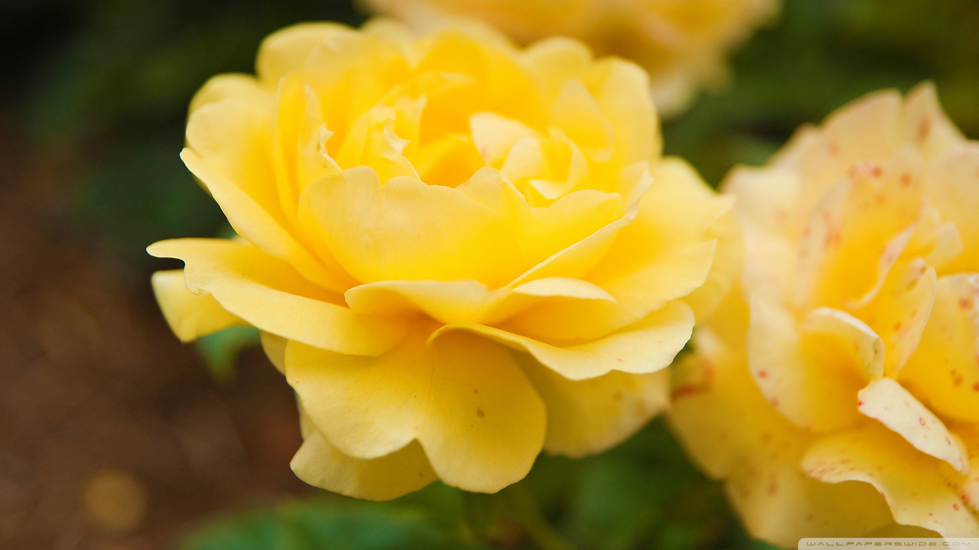 Yellow Wallpaper Close Rose Image