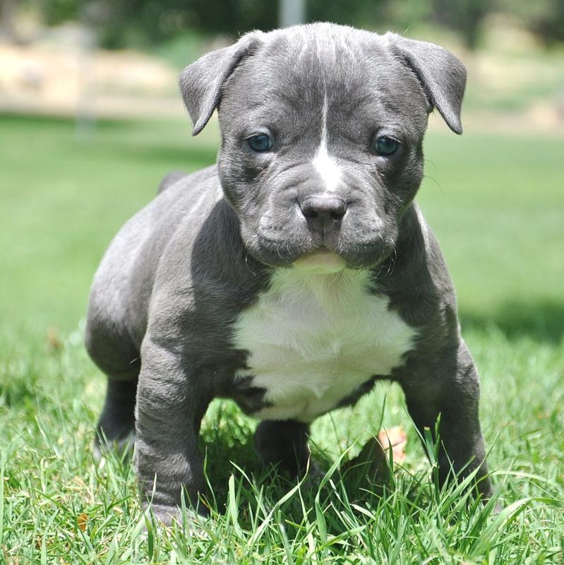 Adopting Blue Pitbull Puppy Wallpaper Scrensaver