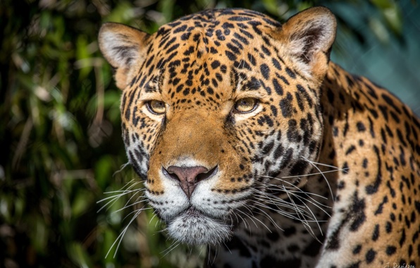 Jaguar Face Eyes Predator Big Cat Wallpaper Photos Pictures