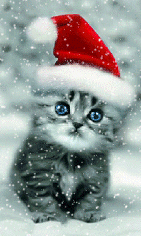 Winter Cat Screensaver Wallpaper
