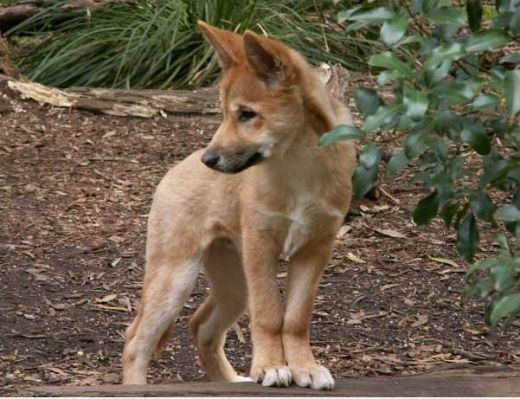 Dingo Image Wallpaper And Background Photos