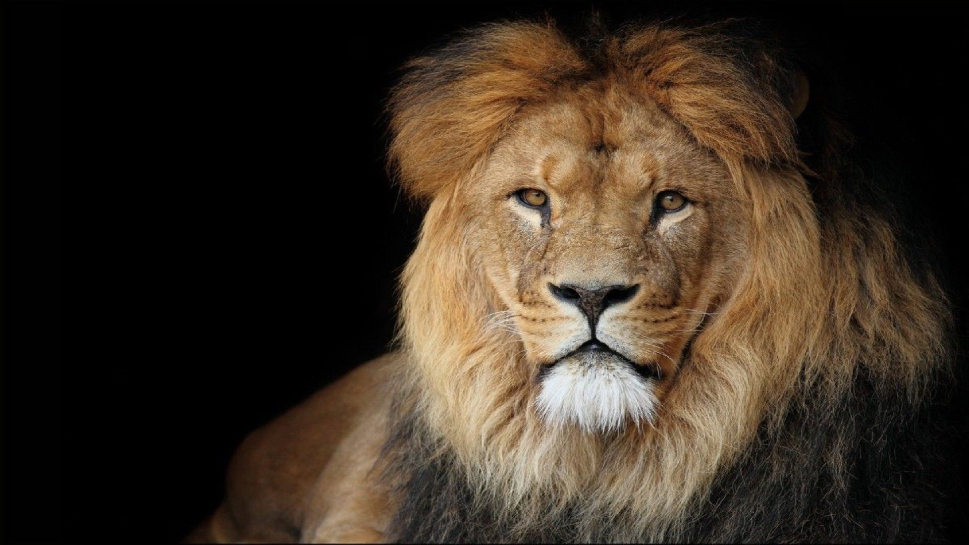 Lion Wallpaper Desktop