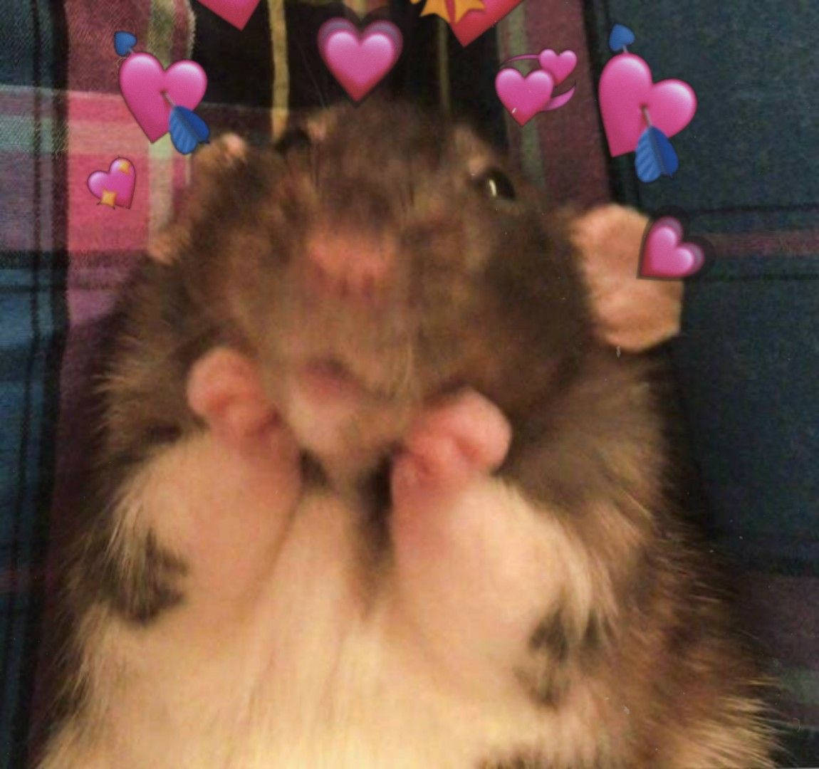 Top Hamster Meme Wallpaper Full HD 4k To Use