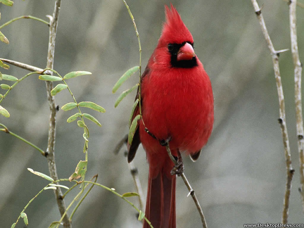 Desktop Wallpaper Animals Background Cardinal