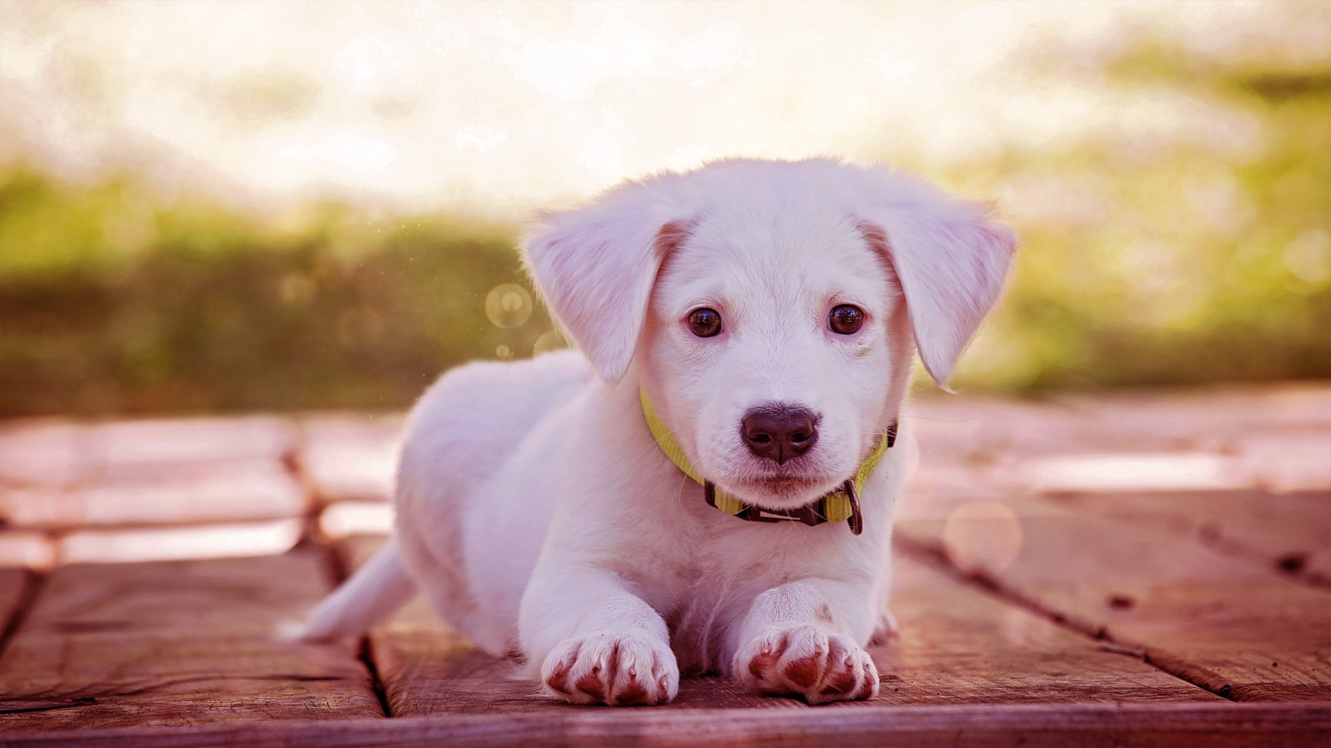 An adorable white puppy lies on a wooden deck, looking directly at the camera. The soft focus background hints at a sunny outdoor setting