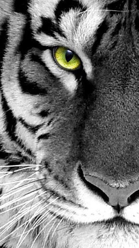 White Tiger Wallpapers HD App for Android by Best Live Wallpapers INC