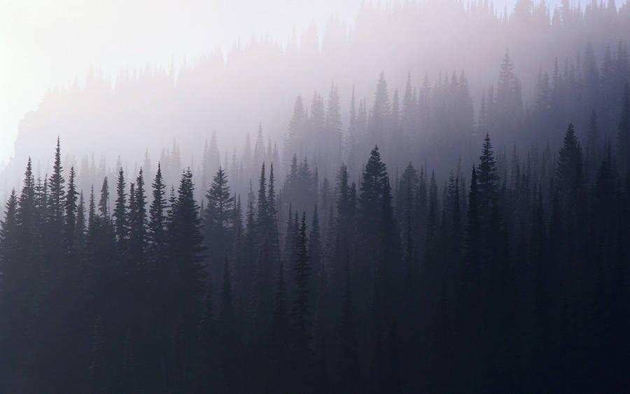 Foggy Forest: Nếu bạn yêu thích sự đầy bí ẩn và mộng mơ, hãy xem những hình ảnh về rừng sương mù. Đó là một thế giới hoang dã đầy cảm hứng và tình cảm. Tận hưởng những khoảnh khắc yên tĩnh và đỗi mới của cuộc sống.
