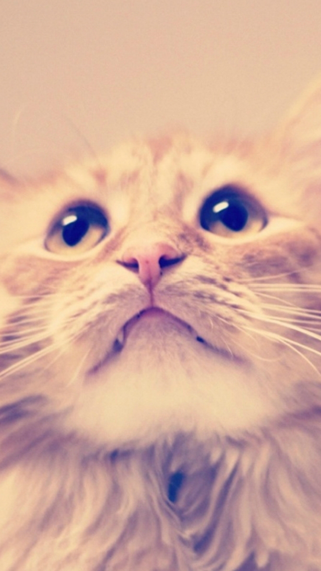 Cute Kitten Cat Looking Up Blur iPhone 5s Wallpaper