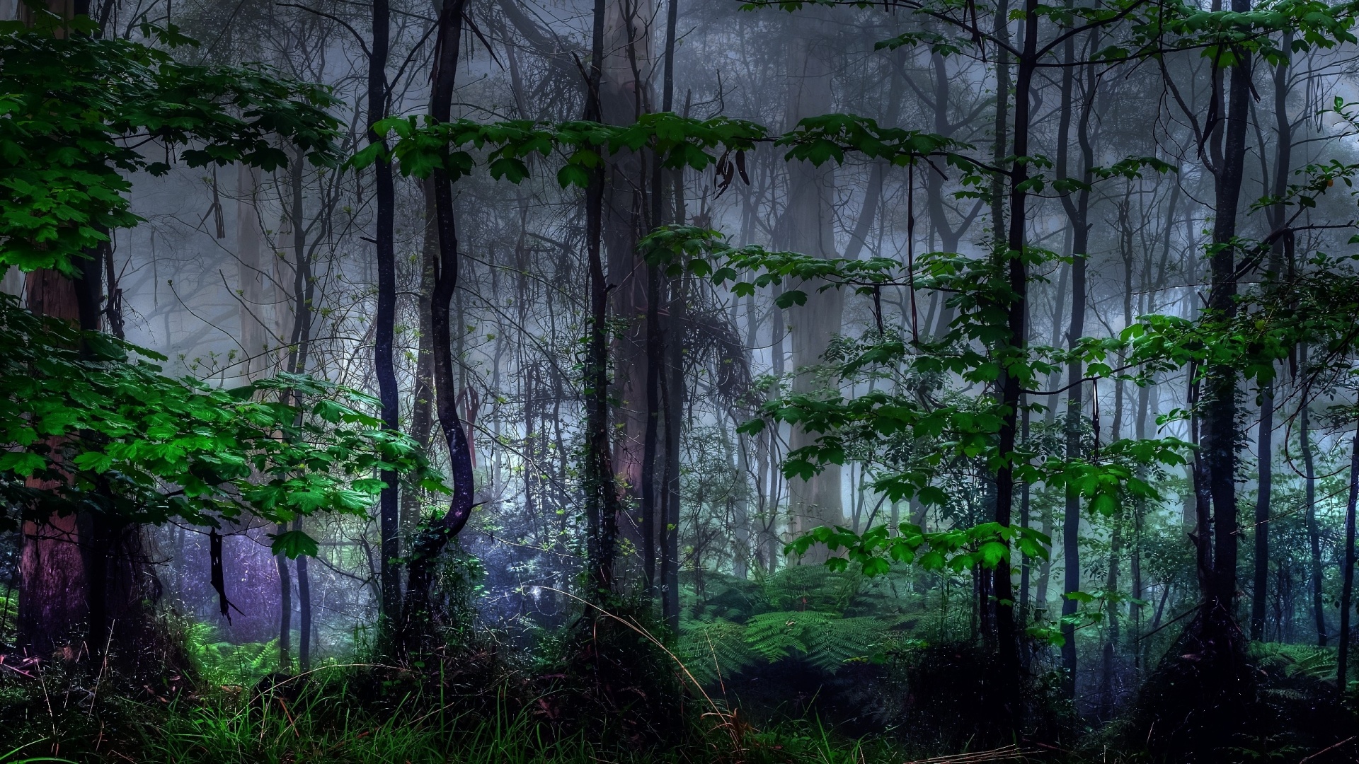 Trees Dark Forest Mist High Definition Wallpaper HD