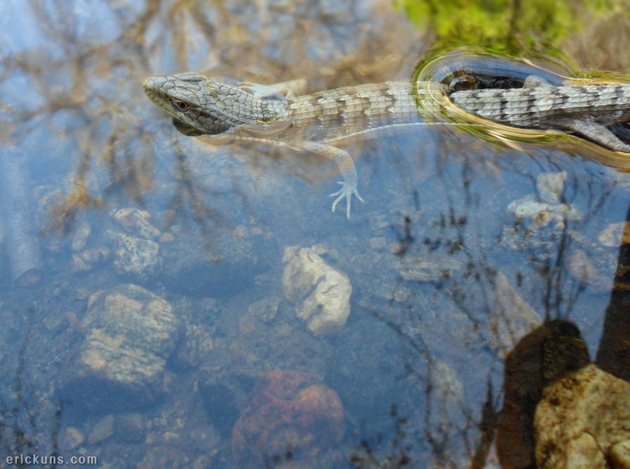 Alligator Lizard In The Water By Art Of Eric Wayne On