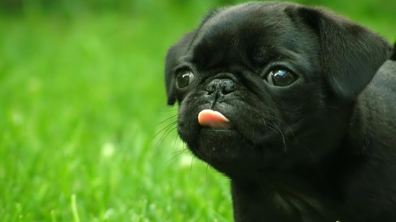 Funny pug HD wallpapers  Pxfuel