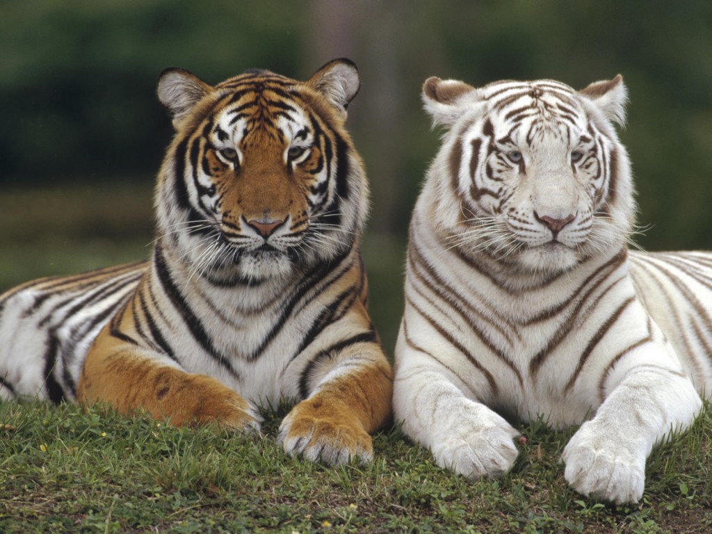 White Bengal Tiger Wallpaper Hd Wallpapers in Animals Imagesci
