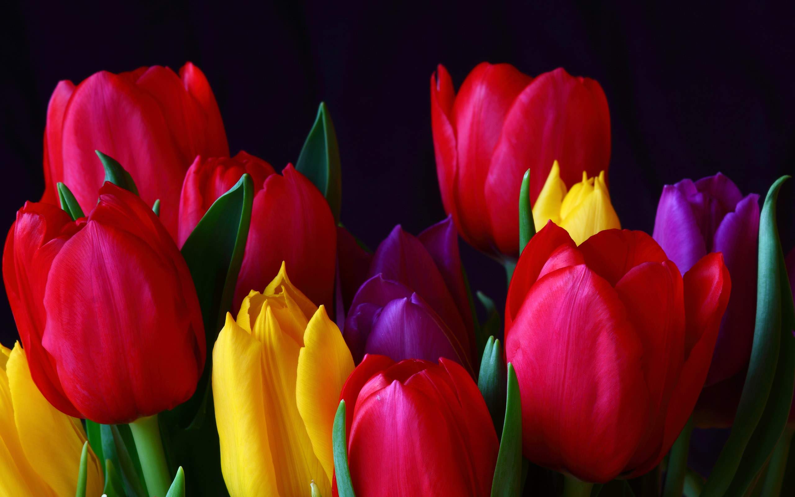 Most Beautiful Tulip Flowers Moods Mania