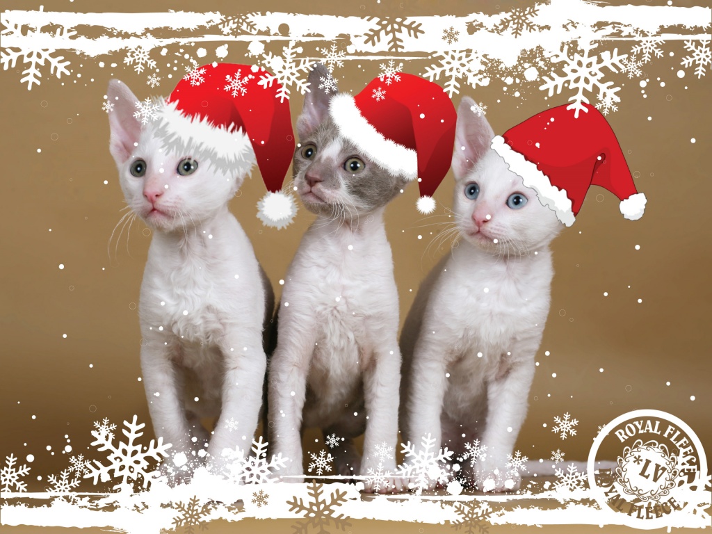Kitten Christmas Desktop Pc And Mac Wallpaper