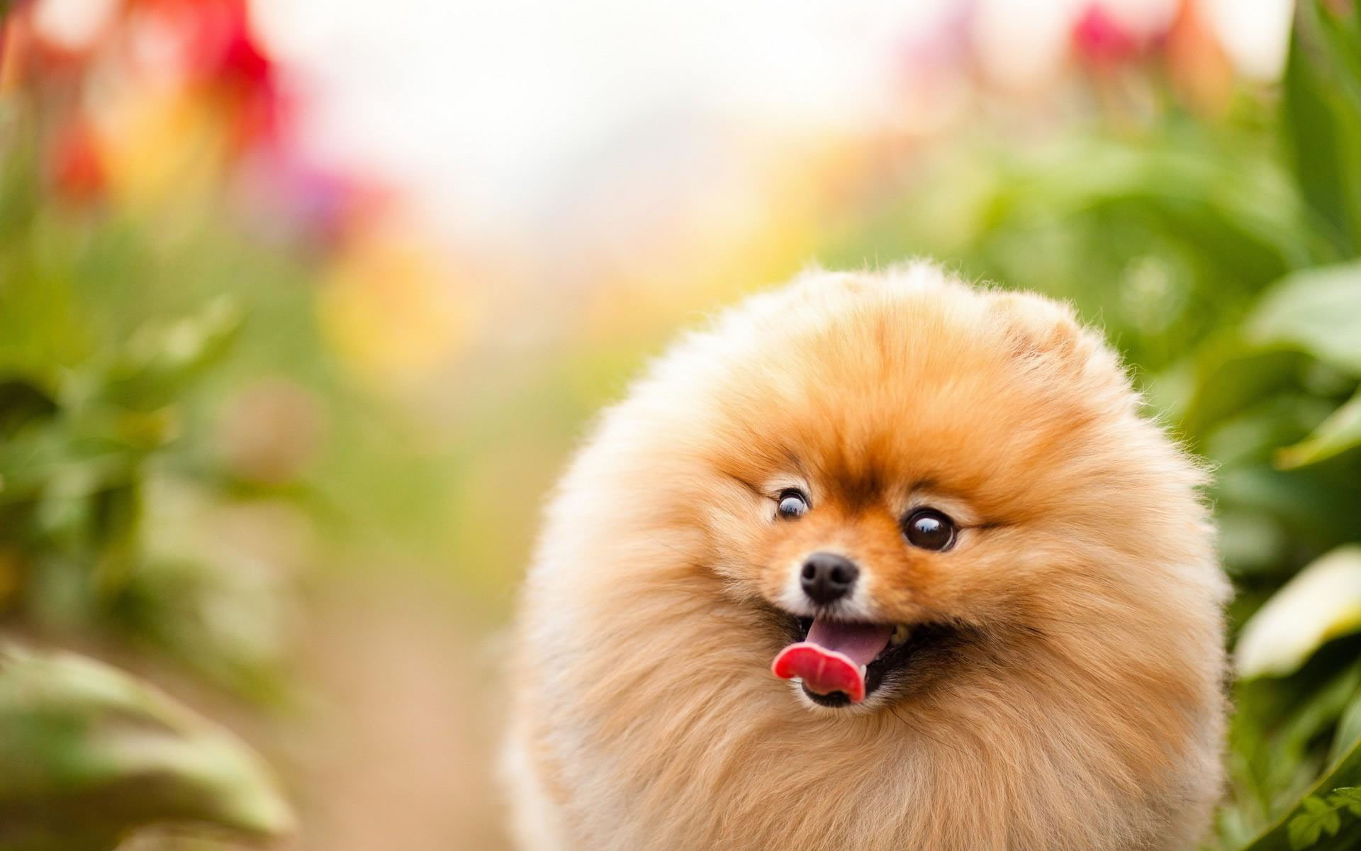 Wallpaper Pomeranian Spitz Muzzle Dogs Flowers