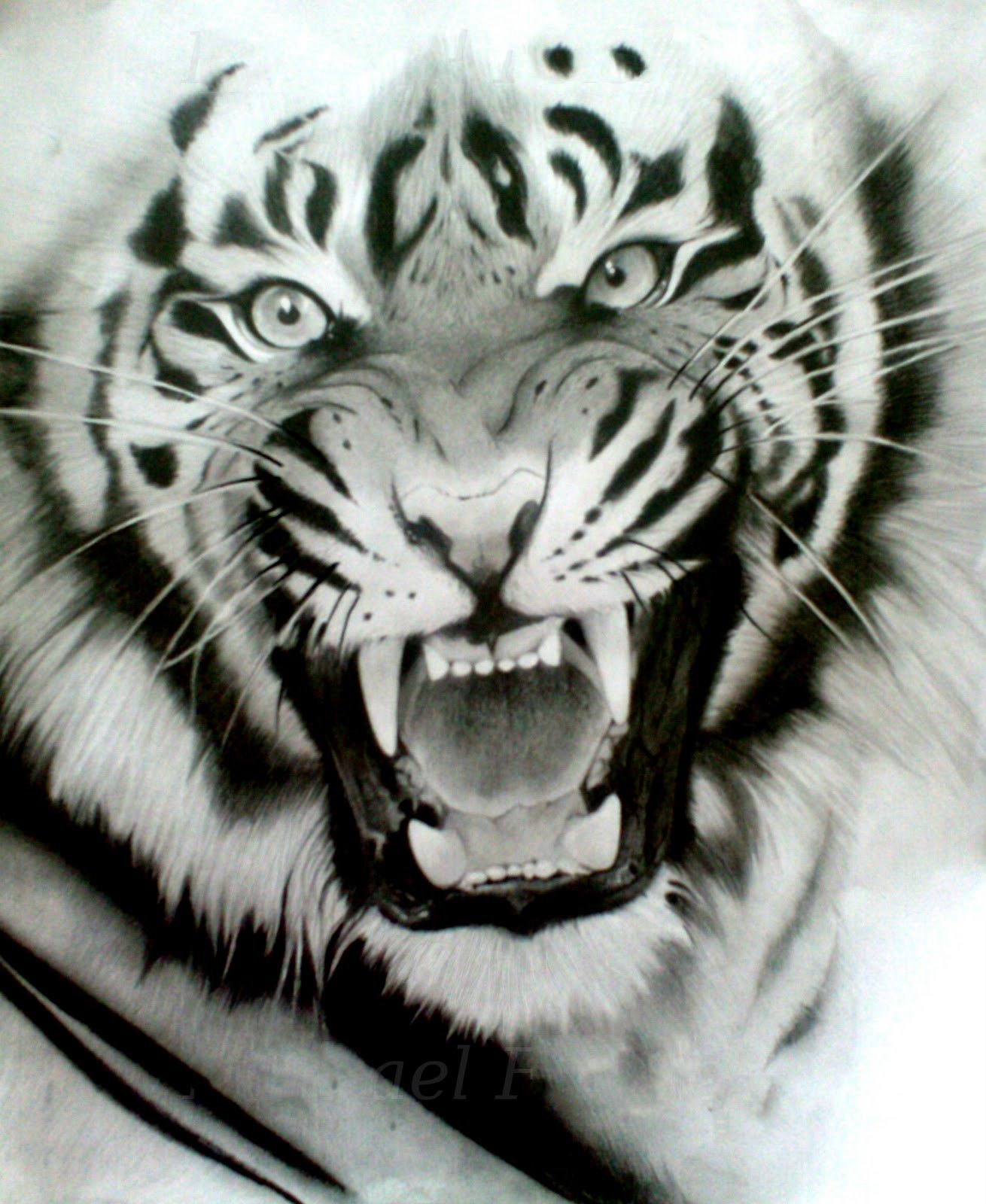 white tiger wallpaper widescreen 1310x1600