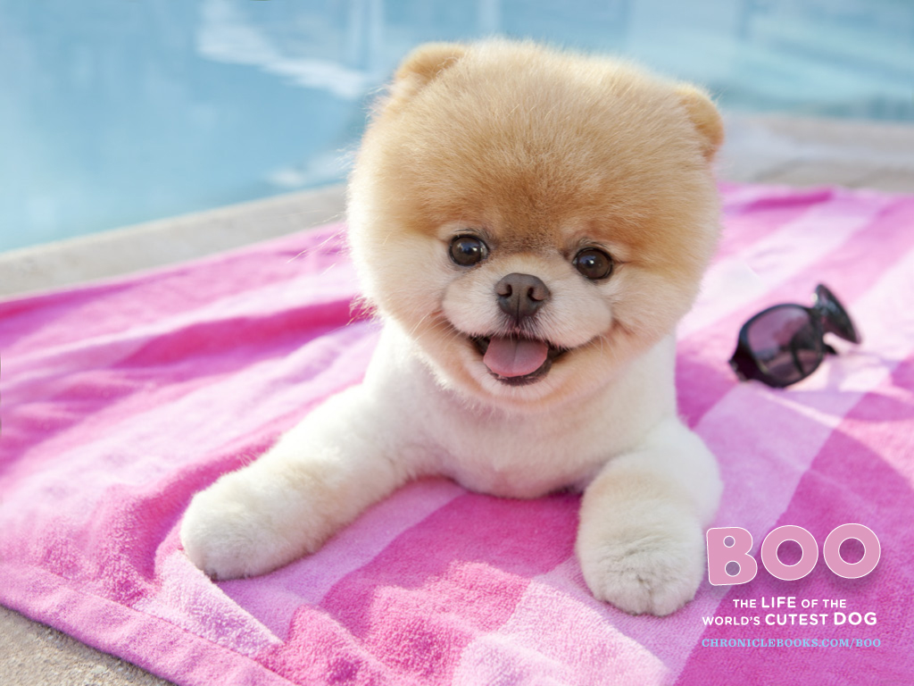 Boo Amp Buddy Image HD Wallpaper And Background Photos