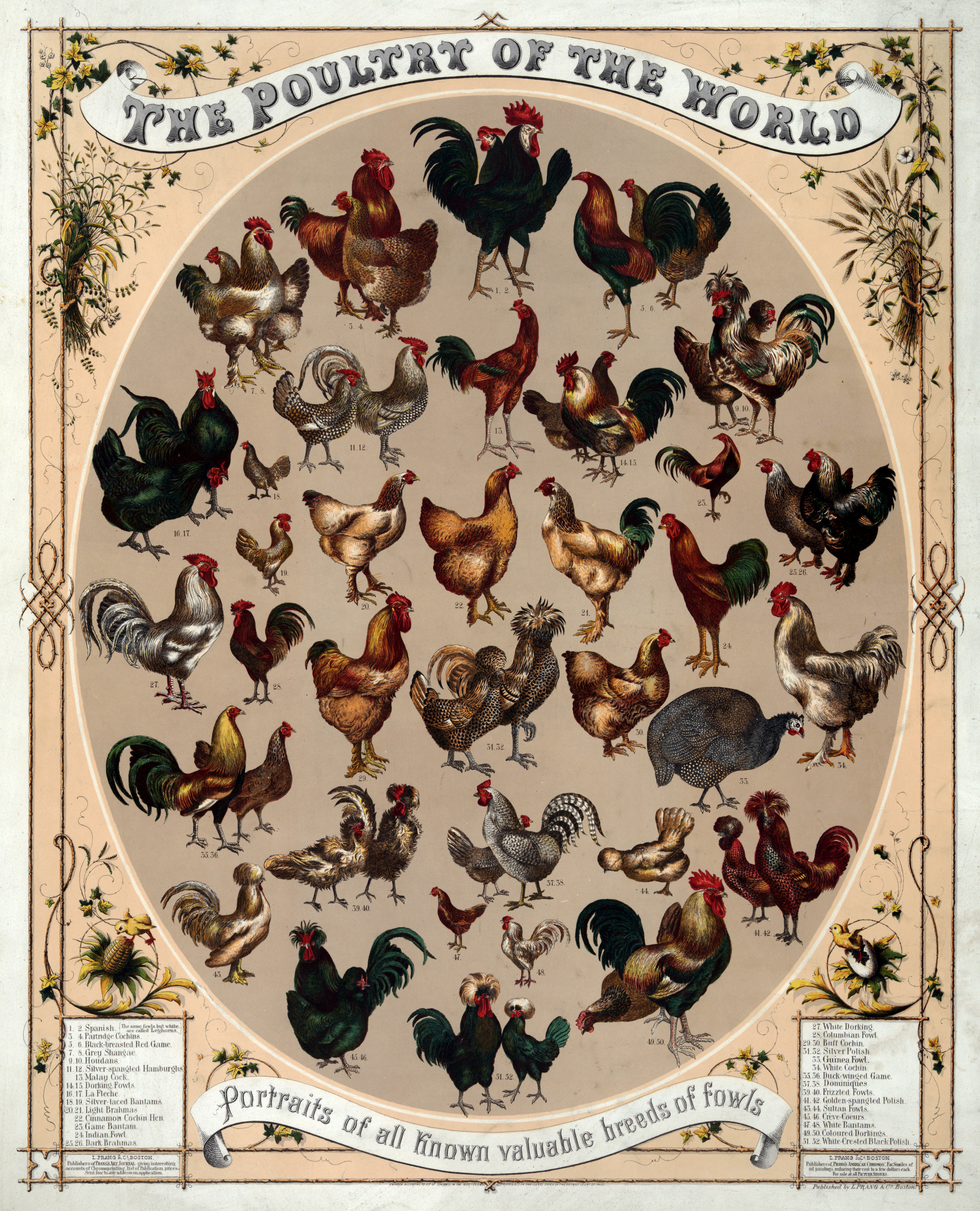 Poultry Wikipedia