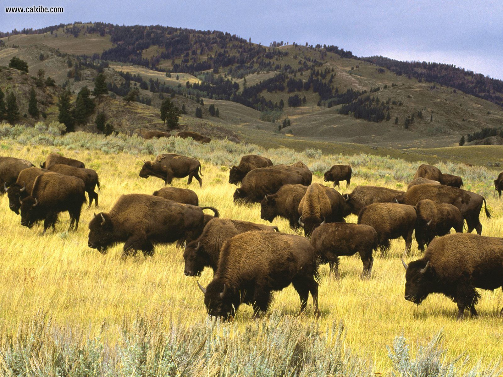 Animals Bison Yellowstone National Park Wyoming Picture Nr