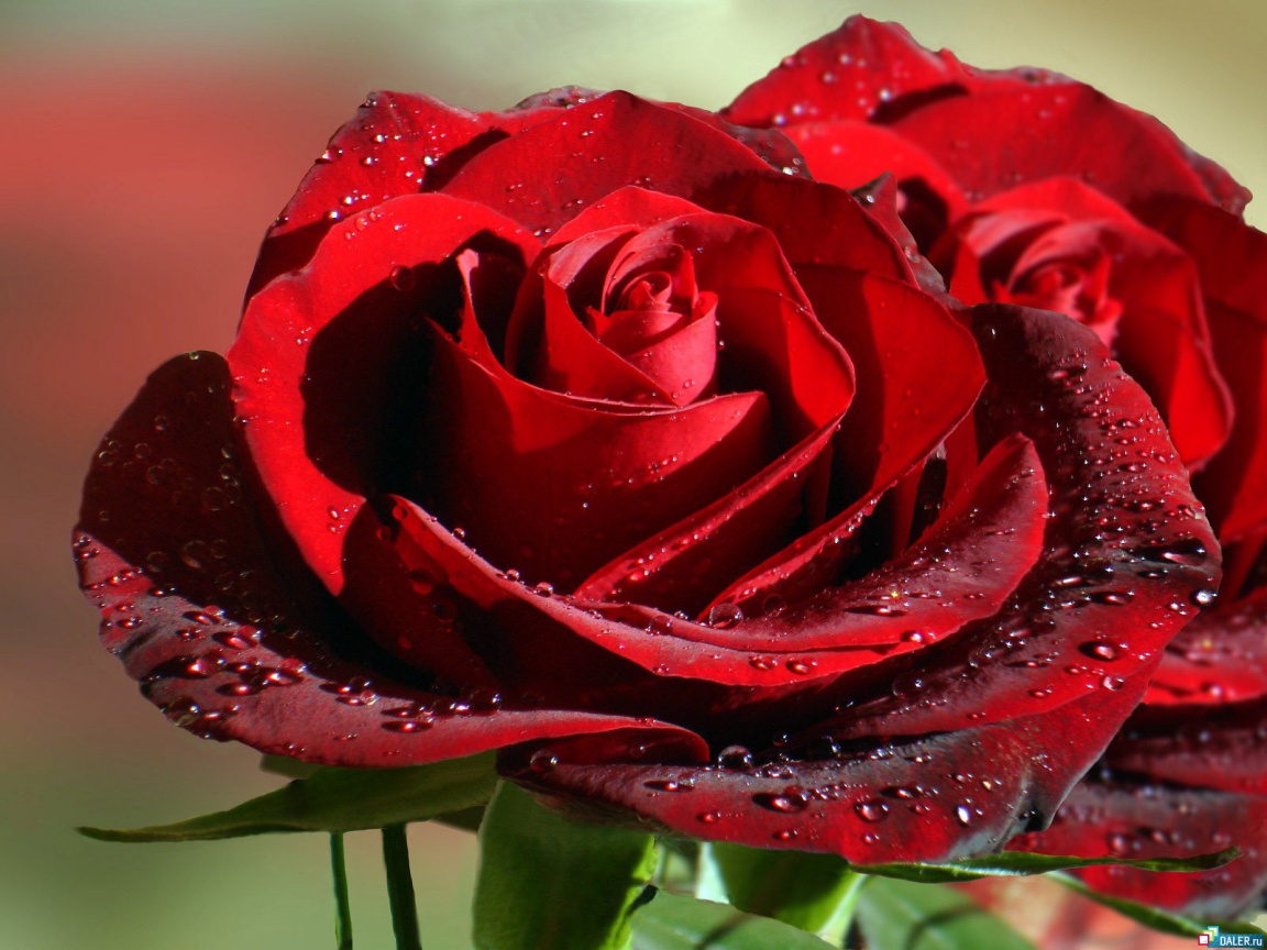 Big Red Roses Nature Wallpaper In Resolution