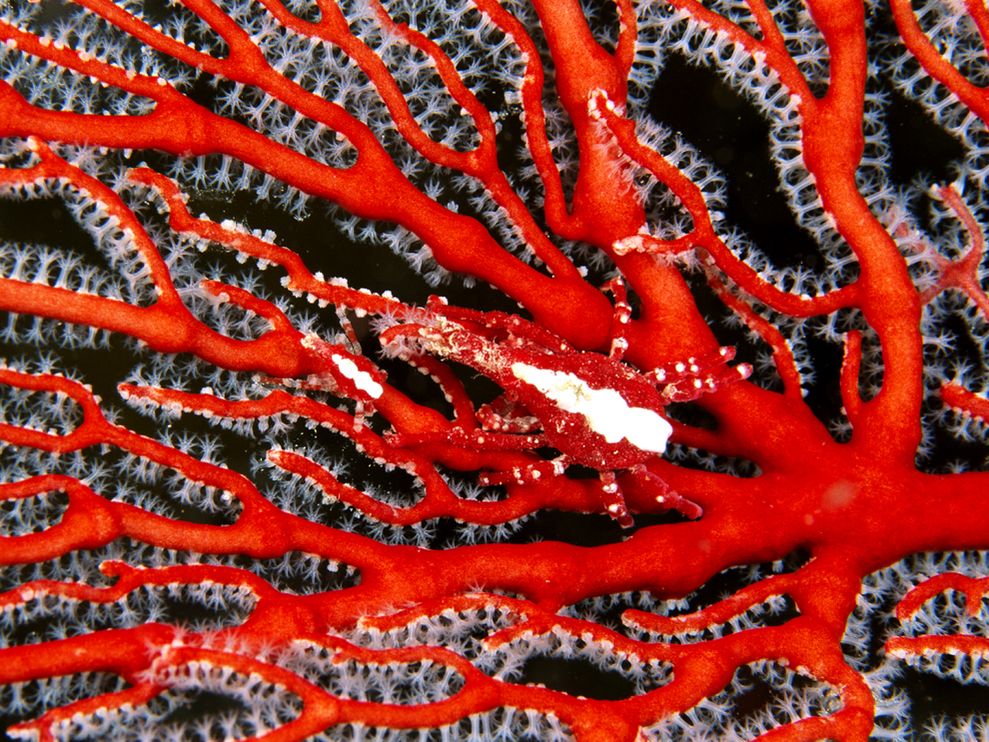 Photo Majid crab camouflaged against red coral 989x742