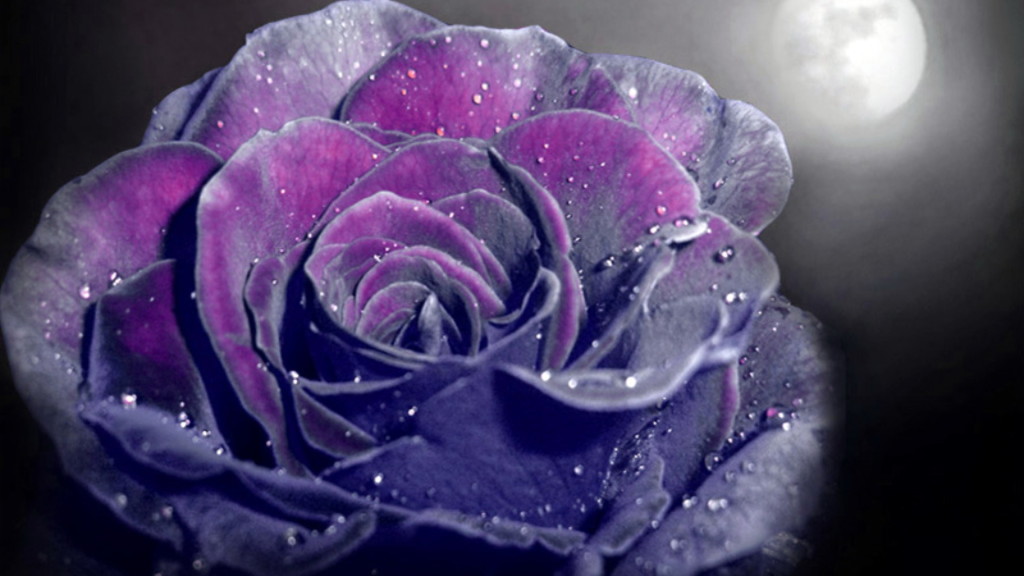 Purple Rose Background Image Photography