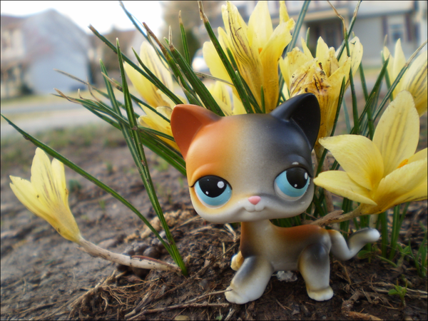 Lps Calico Flowers Wallpaper By Messybun