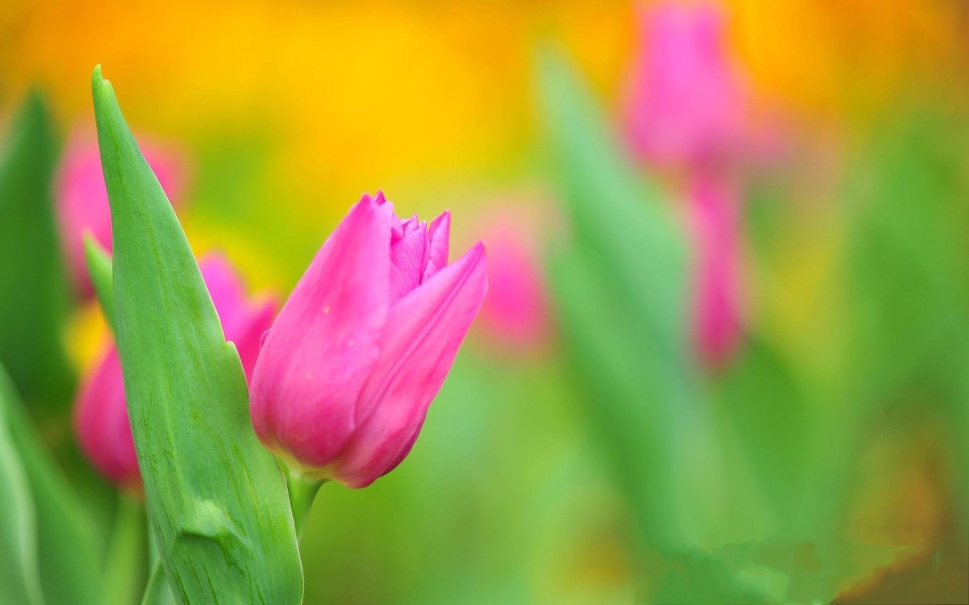 Tulips Flowers Bokeh HD Wallpaper Spring Pink
