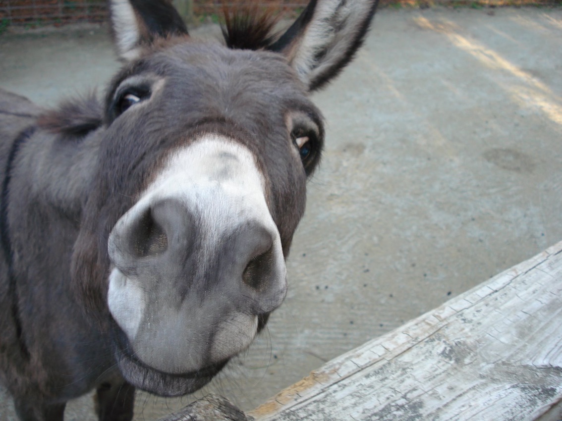 Most Ed Donkey Wallpaper