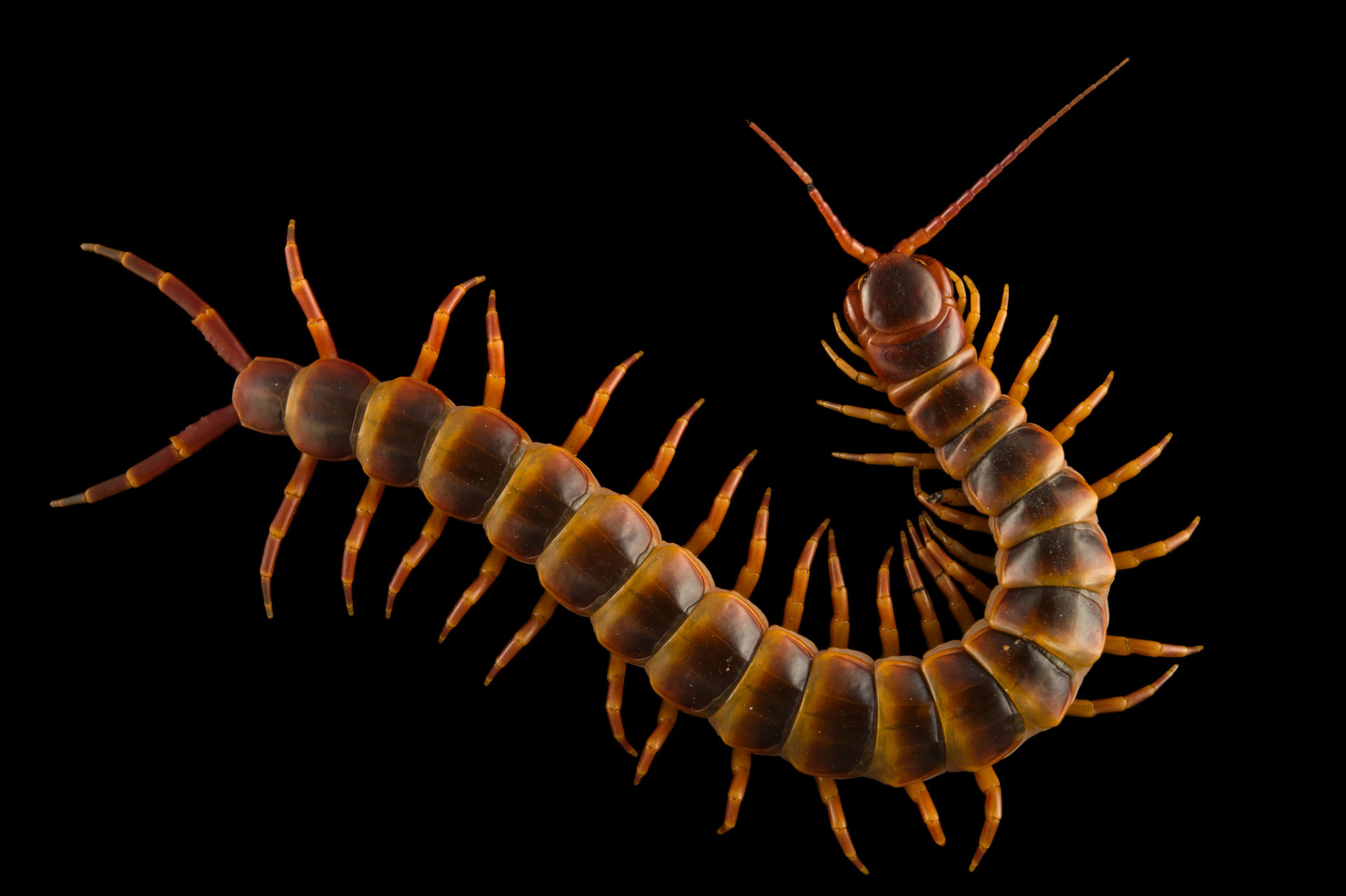 🔥 Download Ins014 Joel Sartore By Kristenjohnson Centipede