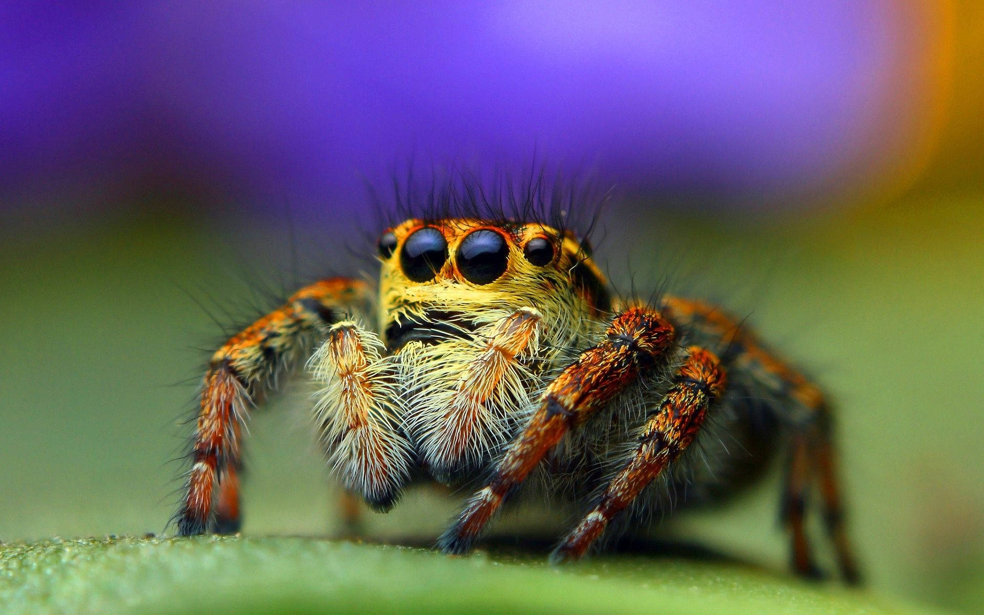 Insect Jumping Spider 4twebxjfnc64f1yn Wallpaper