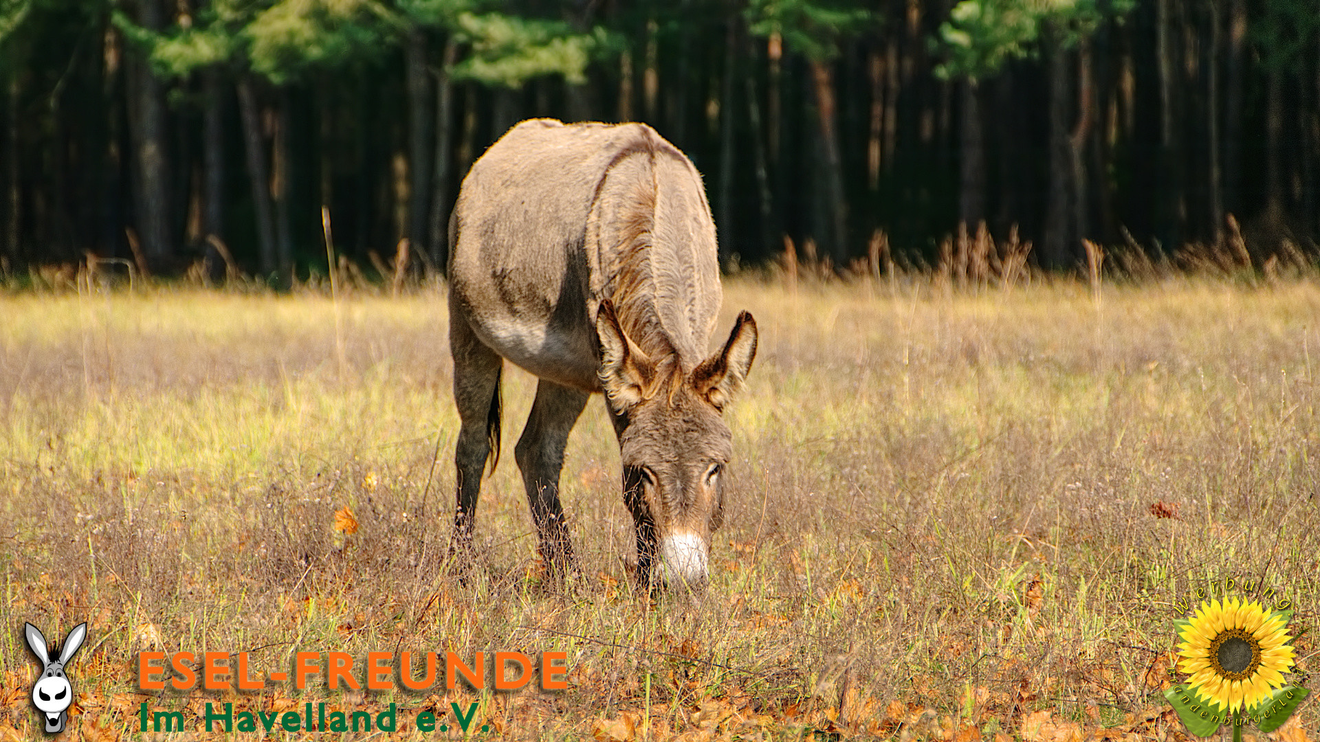 Donkey Wallpaper