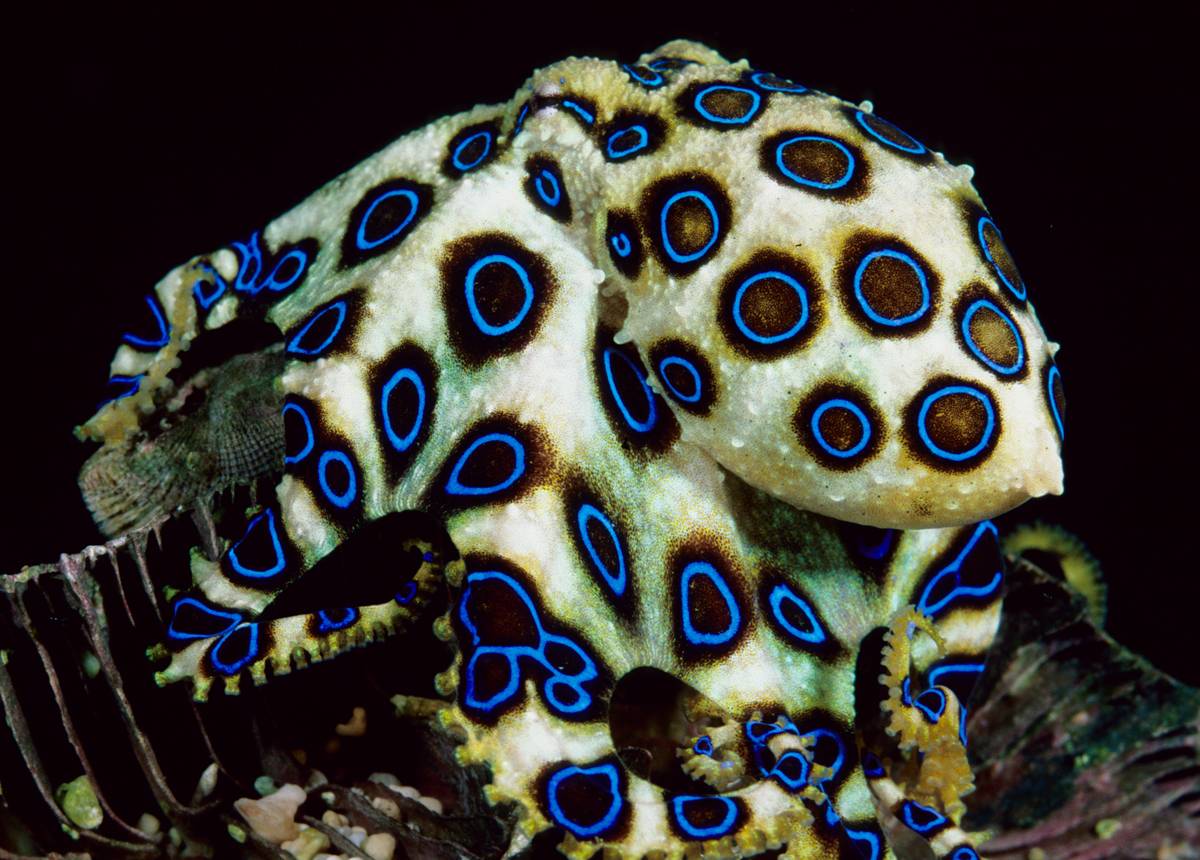 Blue Ringed Octopus Hapalochlaena Lunulata The Greater