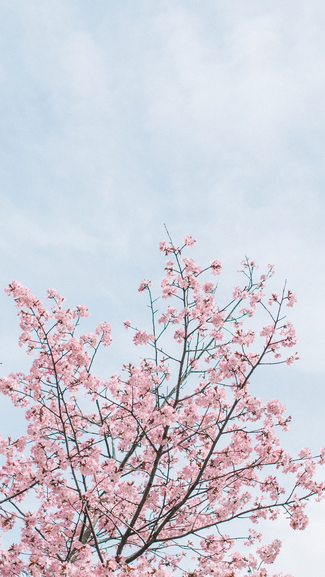 cherry blossom ig caption