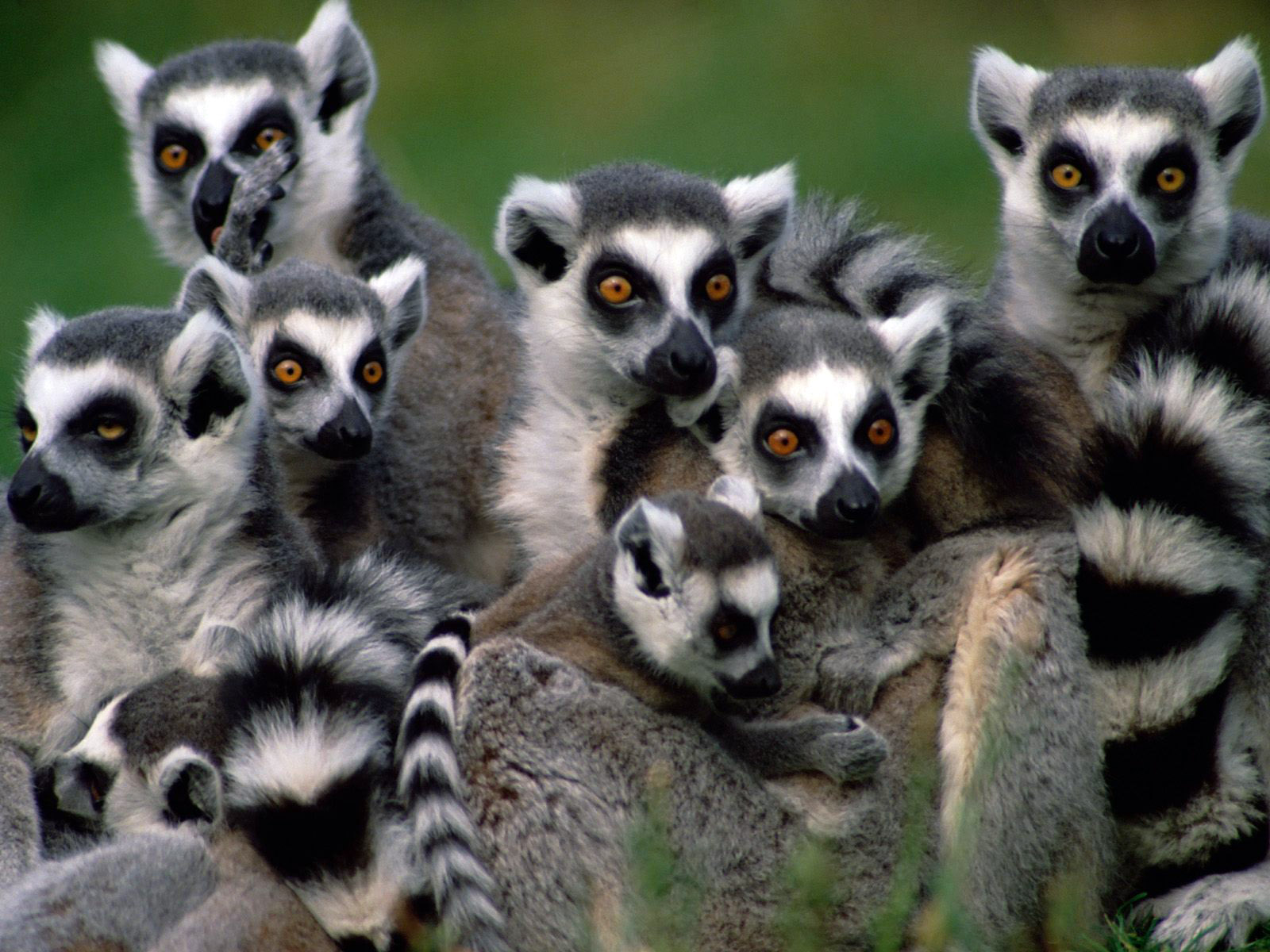 Madagascar Lemurs Wallpaper