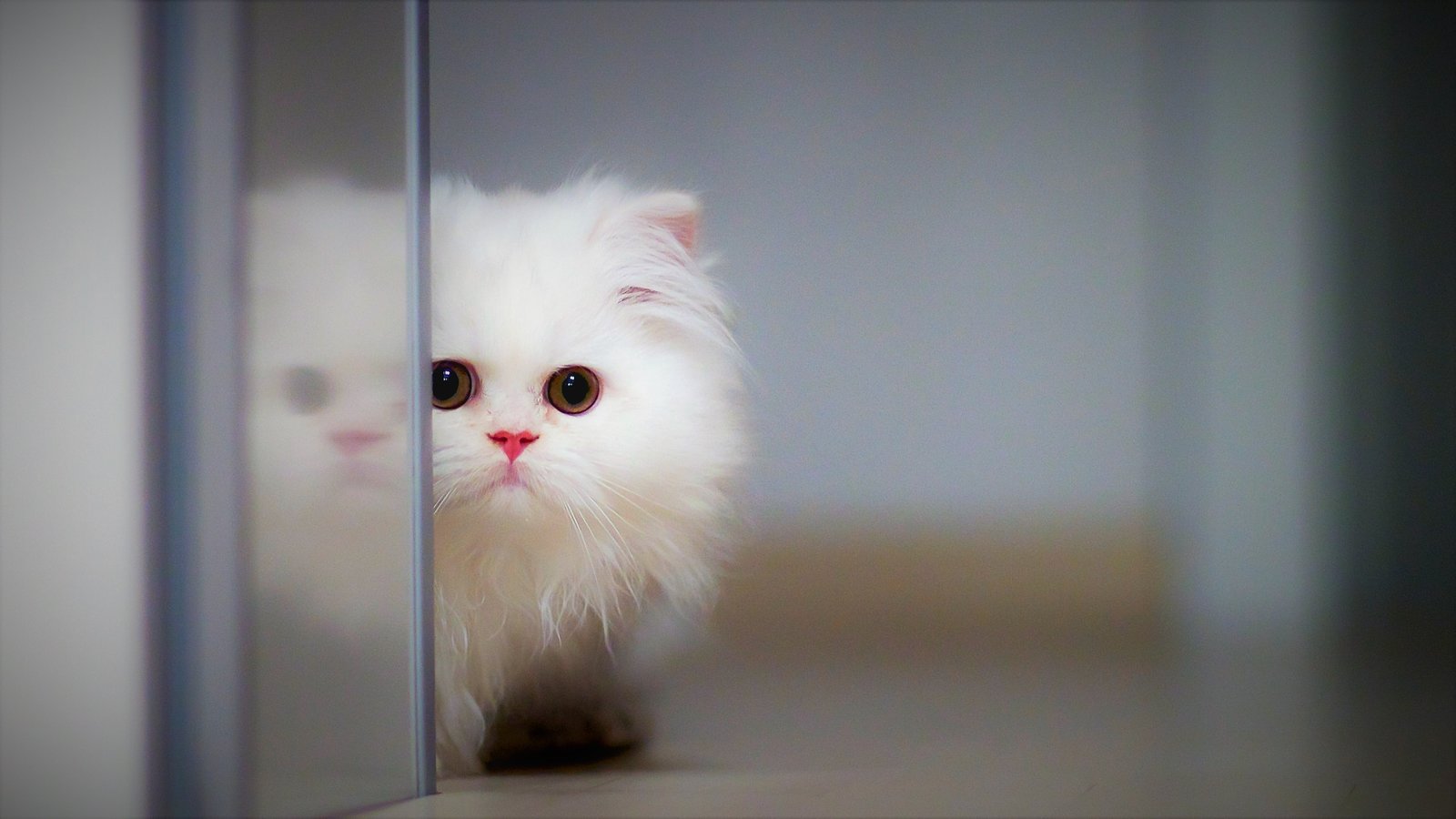 A fluffy white Persian kitten peeks around a glass door, its large brown eyes wide with curiosity