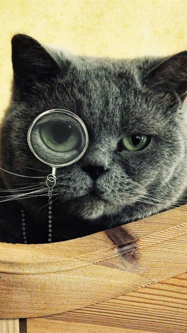 animals black cat wear glasses iPhone Wallpaper 640x1136 iPhone