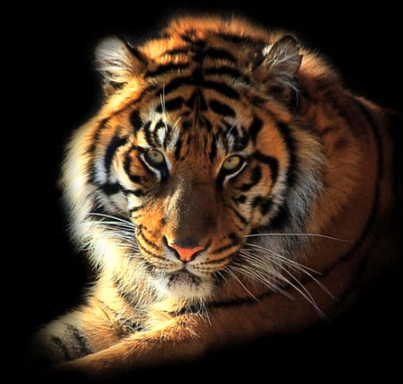 Black Background White Gold Hunter Power Stripes Tiger