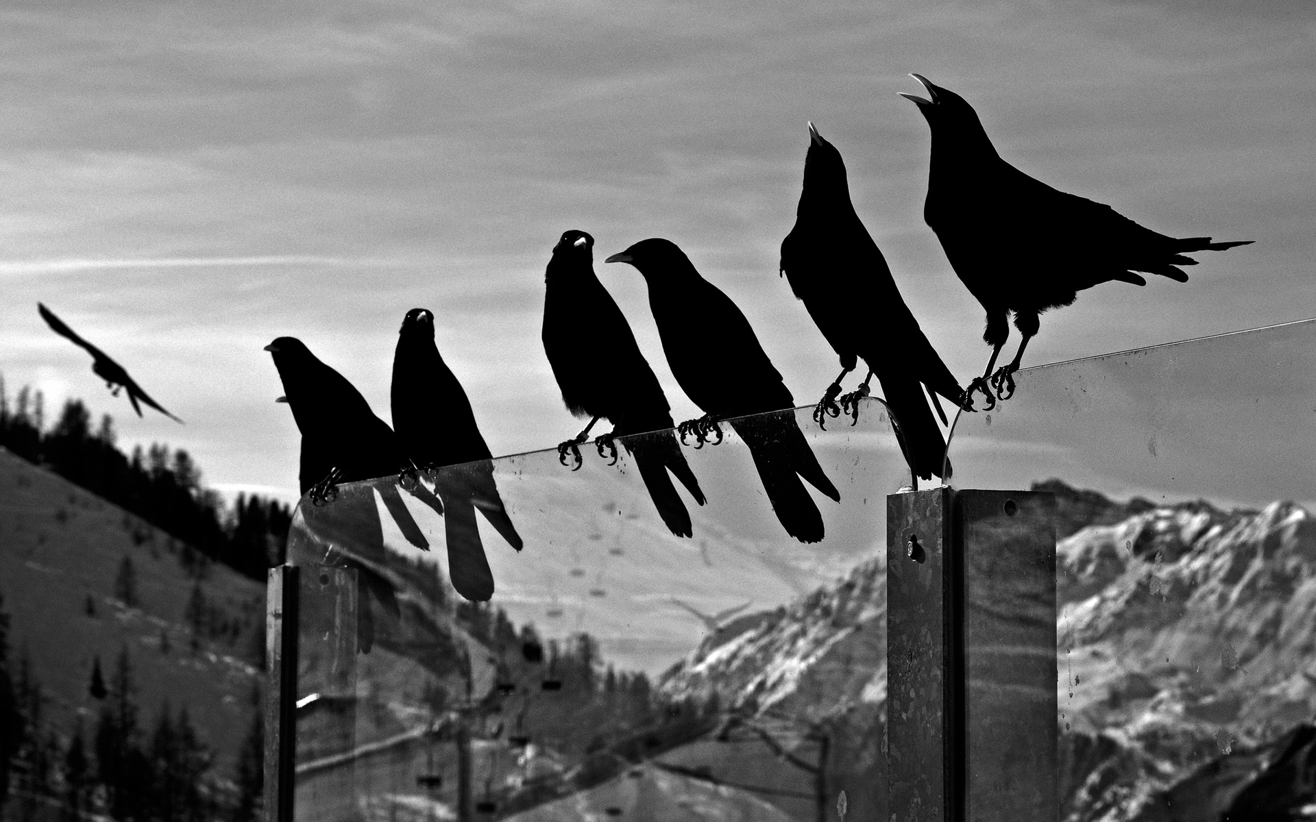 Crows Animals Birds Ravens Black White Bw Glass Mountains Nature Sky