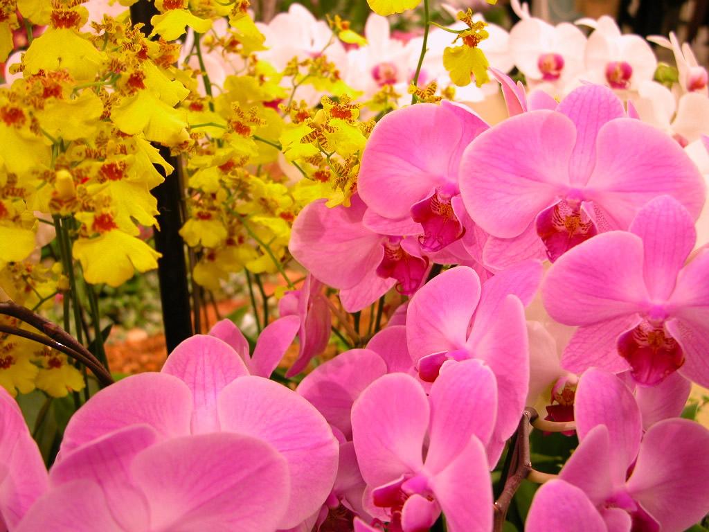 Beautiful Orchid Flower Wallpaper