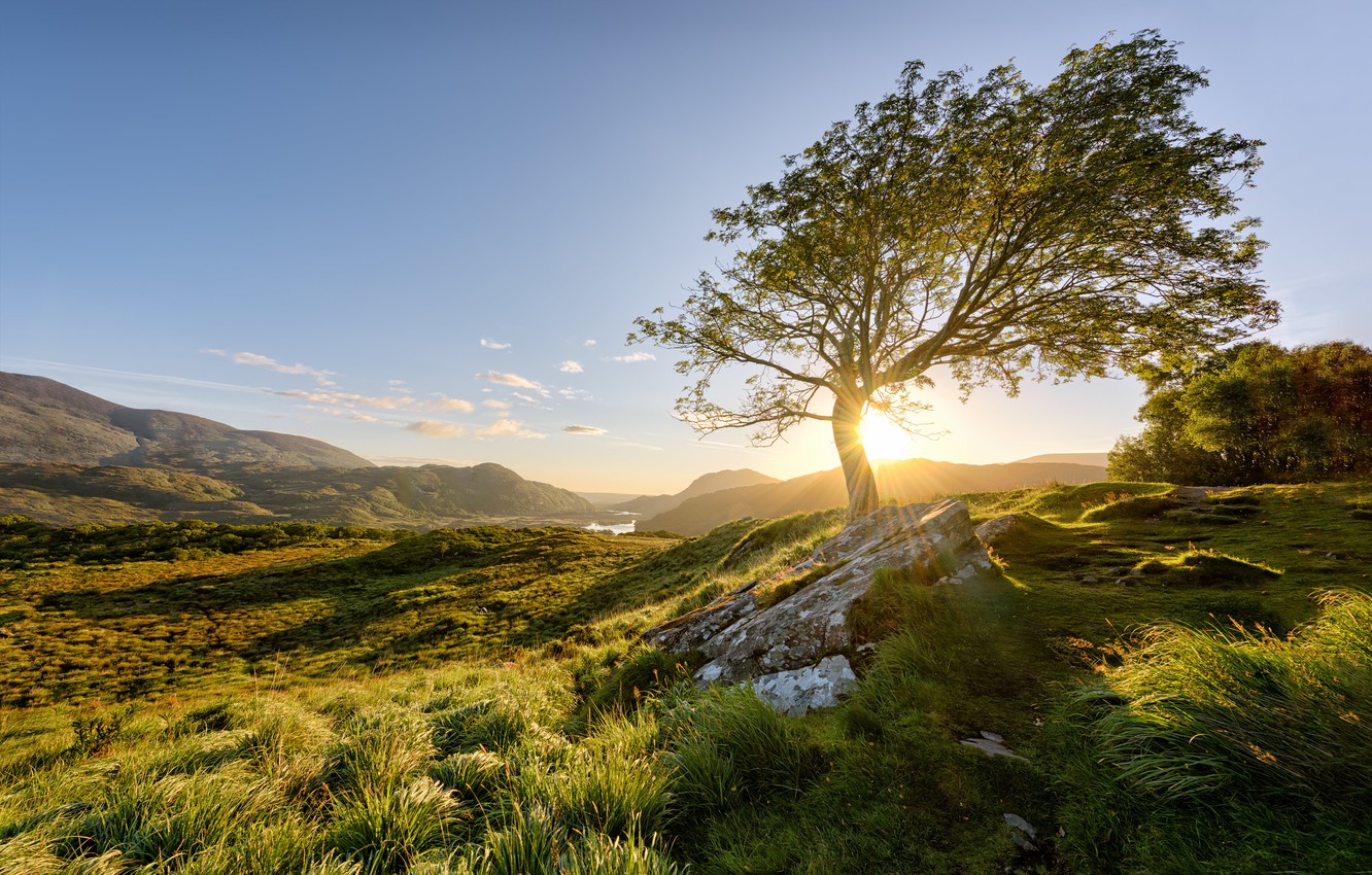 Wallpaper The Sun Tree Morning Ireland Killarney National Park