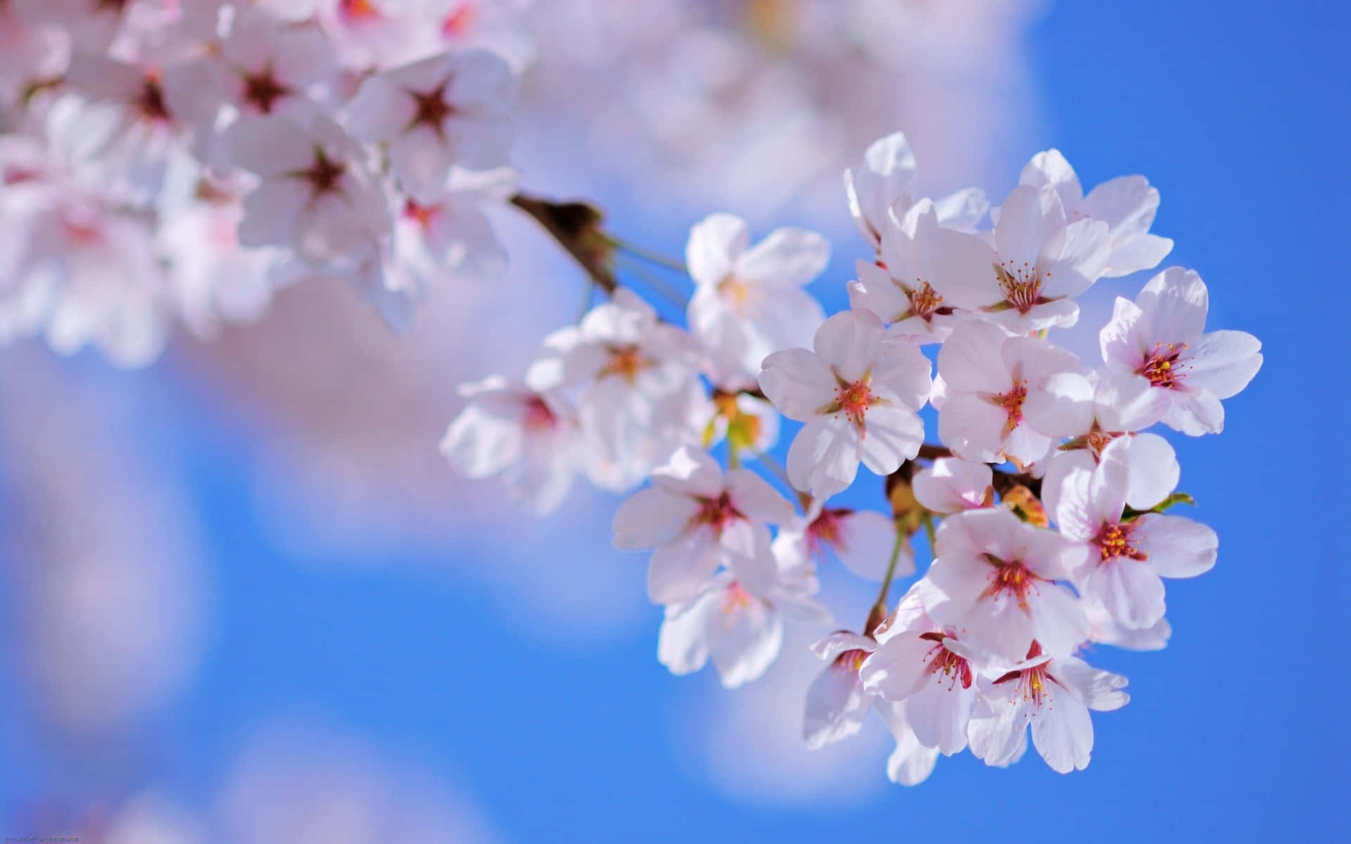 Nature Flower Wallpaper