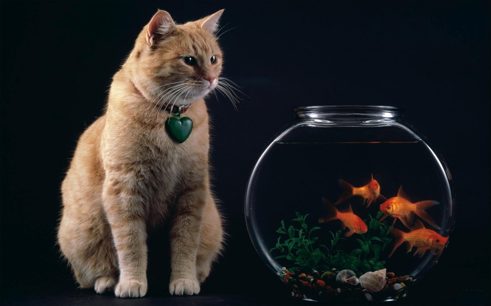  Cat and fish wallpaper amazing cat wallpapers kitty cat and fish 1600x1000