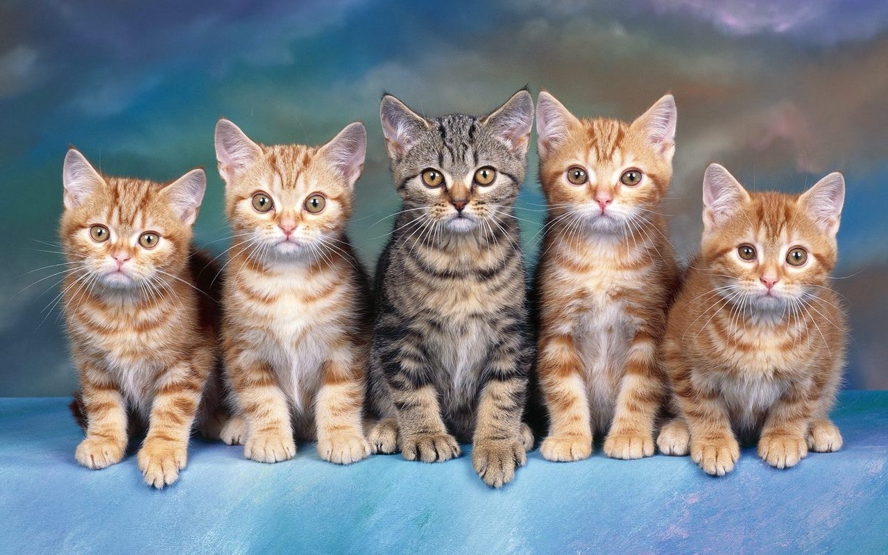 Wallpaper Cats And Dogs The Revenge Of Kitty Galore HD
