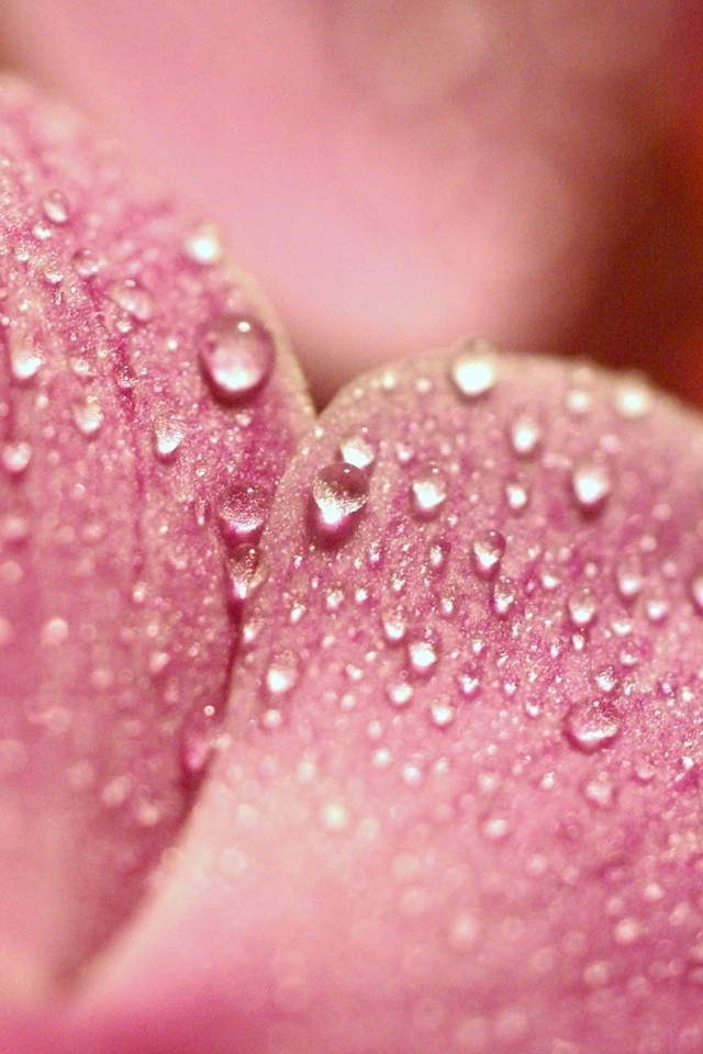 wet pink flower iPhone 4 Wallpaper Cute Girly Backgrounds Photos