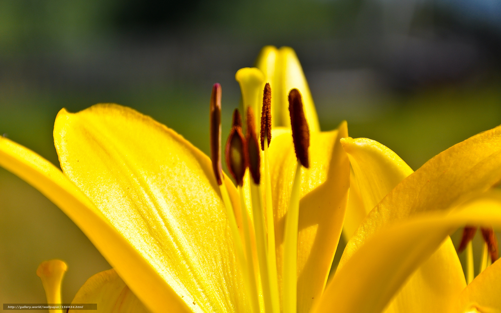 Wallpaper Lily Flowers Yellow Desktop In The