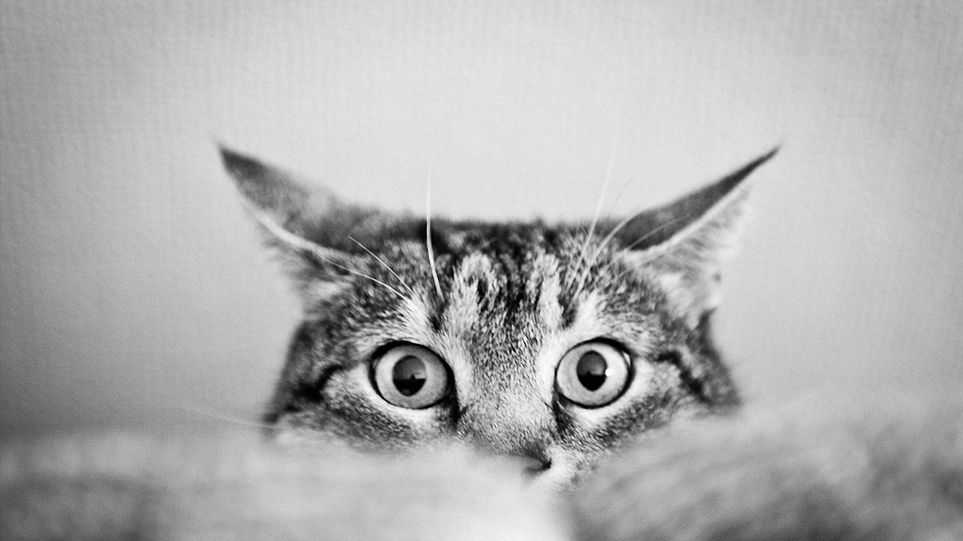 Pics Photos Cat Black And White HD Wallpaper