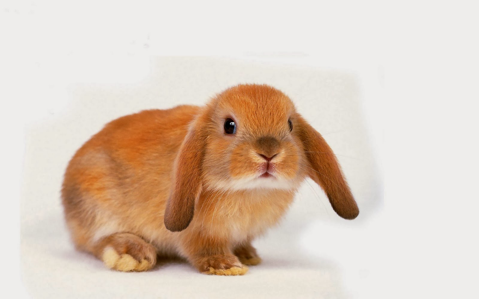  HD Wallpapers Free Downloads Beautiful Baby Rabbits Wallpapers