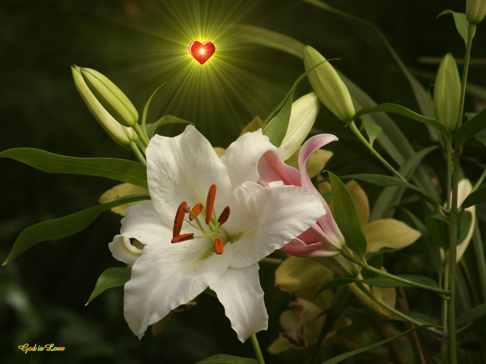 God Wallpaper White Stargazer Lily