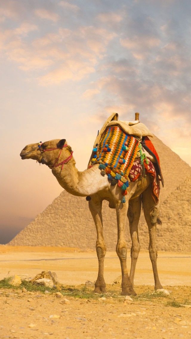 Camel And Pyramids iPhone Wallpaper Background X
